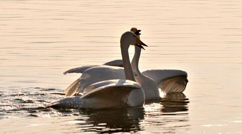 Sorry - Dub Tractor Sorry - Dub Tractor